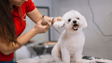 How Pet Grooming Enhances Your Pet's Health