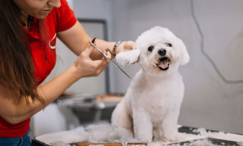 How Pet Grooming Enhances Your Pet's Health